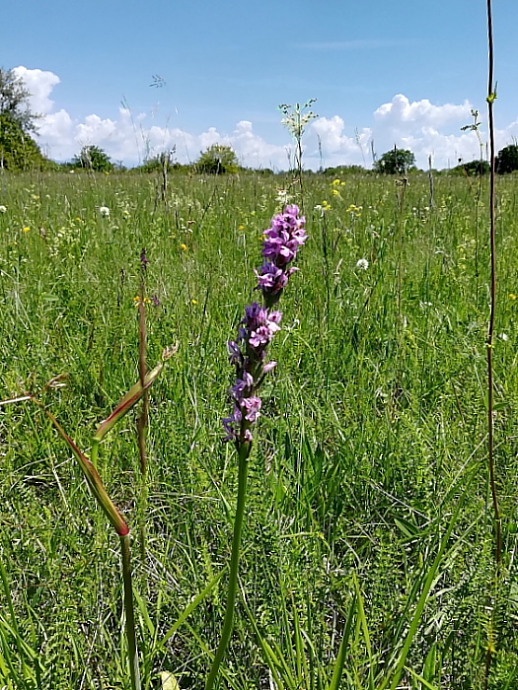 Tridentata con infiorescenza a spiga